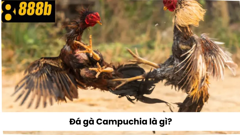 Đá Gà Campuchia 888B là gì?