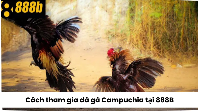 Cách tham gia đá gà Campuchia 888B