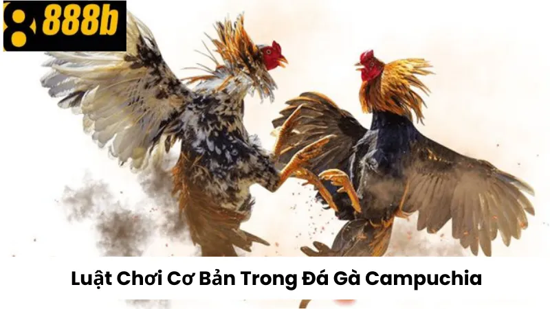 Luật Chơi Cơ Bản Trong Đá Gà Campuchia 888B