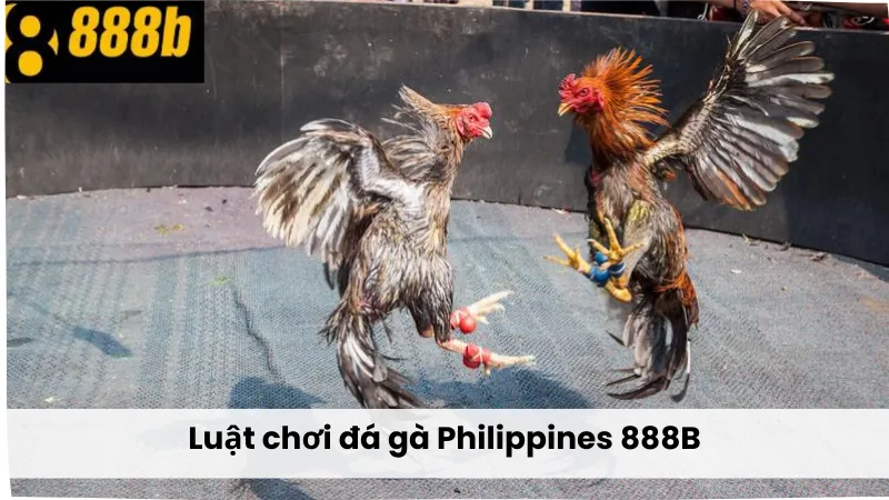 Luật chơi đá gà Philippines 888B