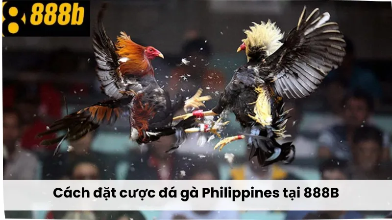 Cách đặt cược đá gà Philippines 888B