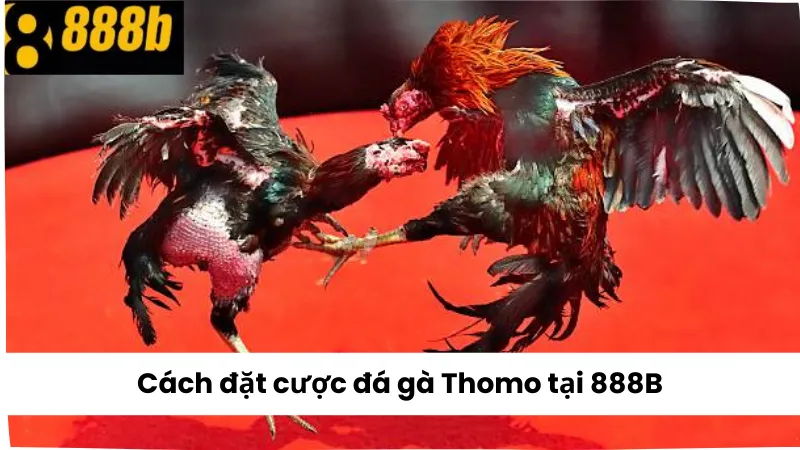 Cách đặt cược đá gà Thomo tại 888B