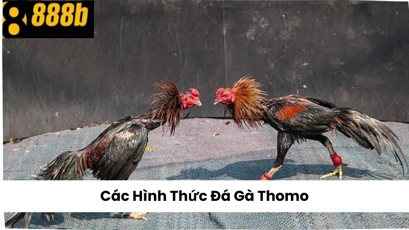 Các hình thức Đá Gà Thomo 888B