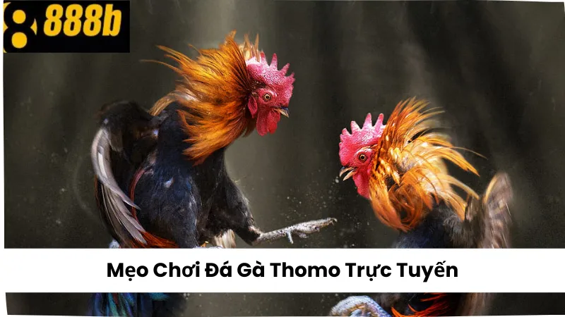 Mẹo Chơi Đá Gà Thomo Trực Tuyến