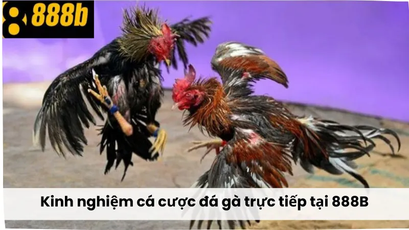 Kinh nghiệm cá cược đá gà trực tiếp 888B