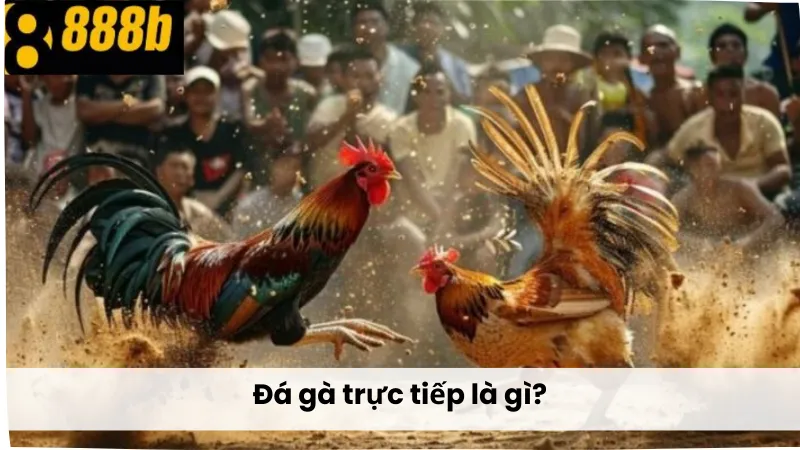 Đá gà trực tiếp là gì?