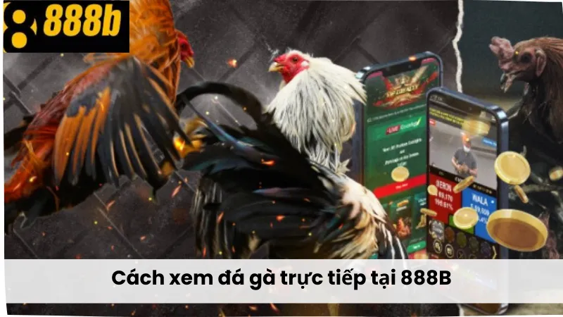 Cách xem đá gà trực tiếp 888B